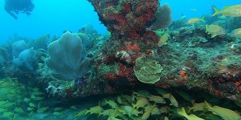 OPEN WATER DIVER